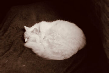 THE FOOTLESS CAT